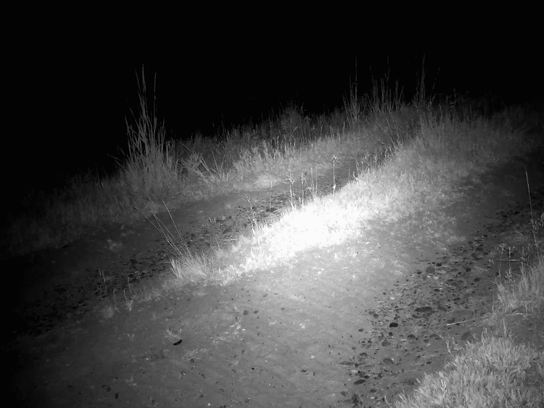 a skunk running in front of a camera at night.