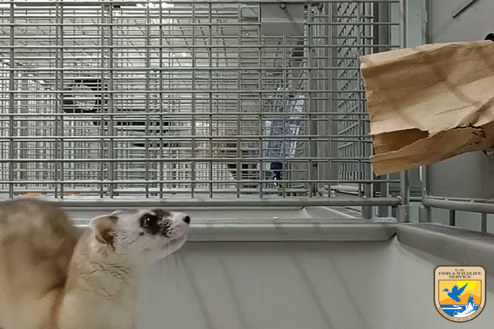 a black-footed ferret attacking a paper bag and dragging it on the ground