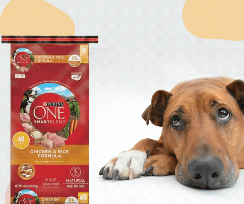 The Top 5 Rated Dog Foods You Can Buy On Amazon by GOSTAVO Dec