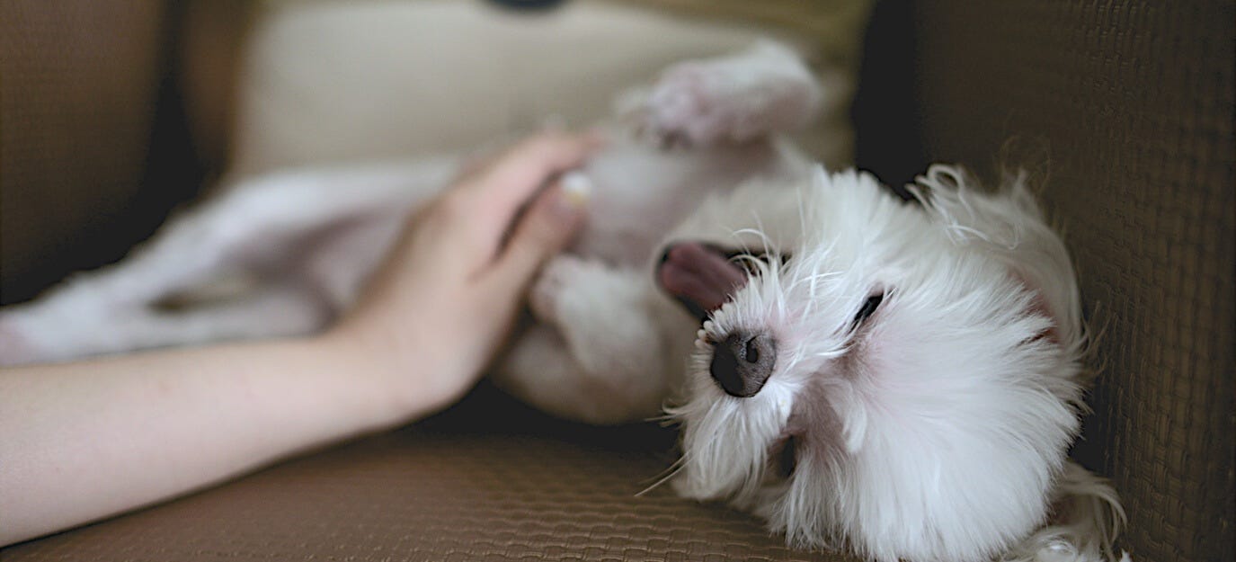 13 Tips to Start & Grow Your Dog Care Business by Alla Ty Medium