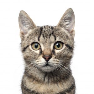 shutterstock_125480678