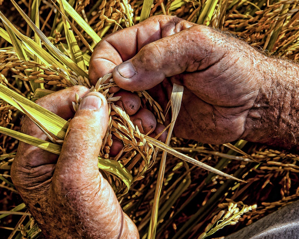 Image result for farmers hand