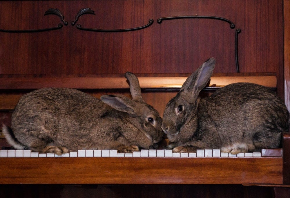Do Animals Like Music?. Find out their favorite type (based on… | by