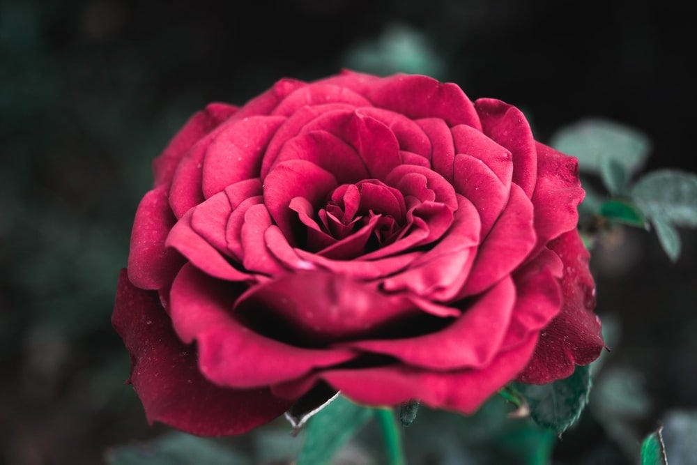 Bloom