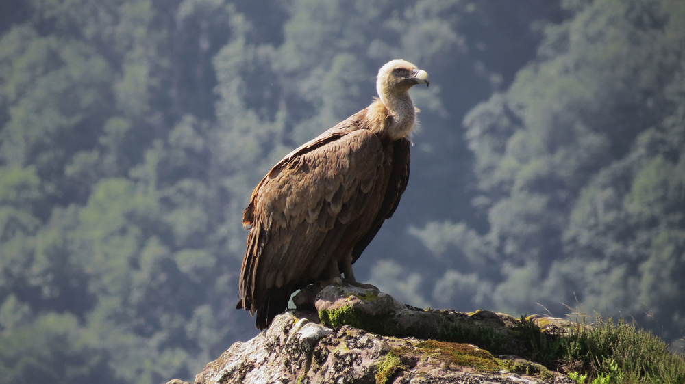 What Are The Importance Of Birds In Our Life And How To Save Them By Robin Chaurasia Medium