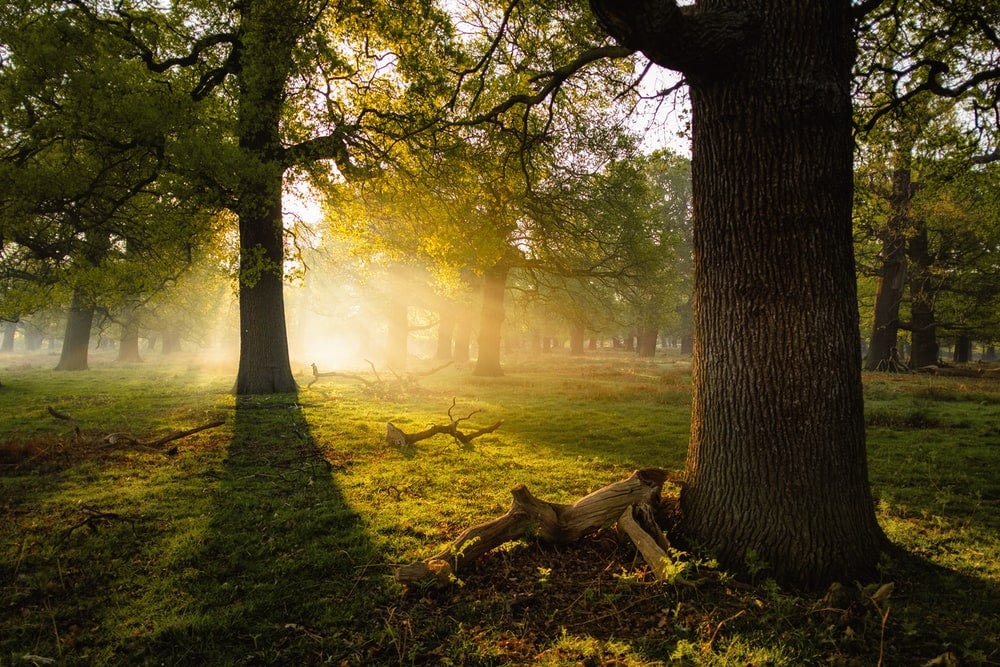 The Everything Life Is A Dream But It Is Y Our Dream By James Hendrix Medium