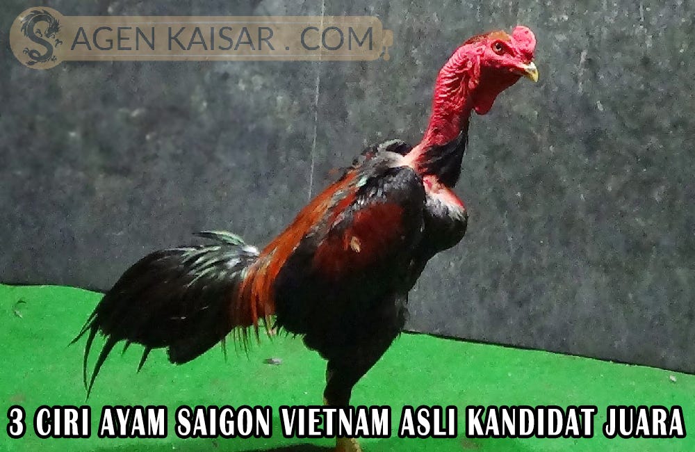 3 Ciri Ayam Saigon Vietnam Asli Kandidat Juara By Berita Game Kaisar Medium