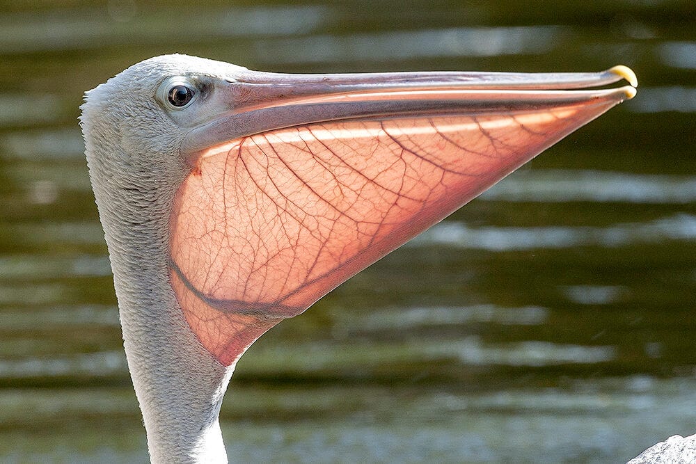 Клюв фламинго красивые фото и картинки