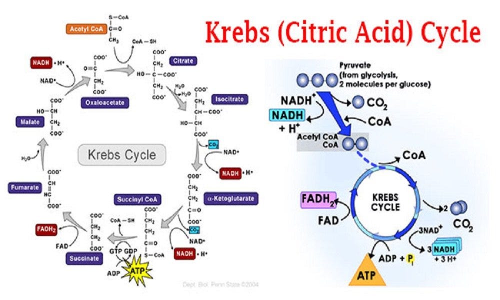 Krebs (Citric Acid) Cycle by Biology Experts Notes Medium