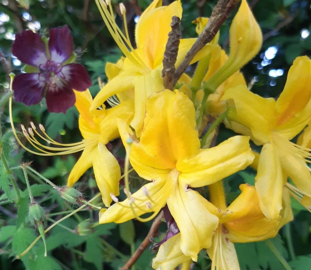 How to Choose Plants for the Garden by PlantPlots Medium