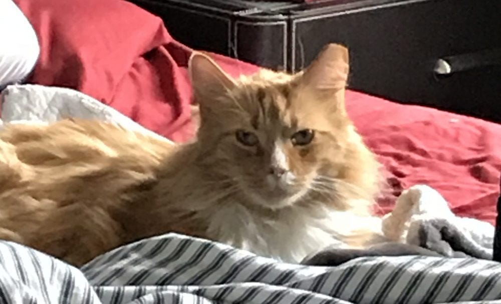Pittsburgh Pa Handsome Orange Tabby Maine Coon Mix Cat For