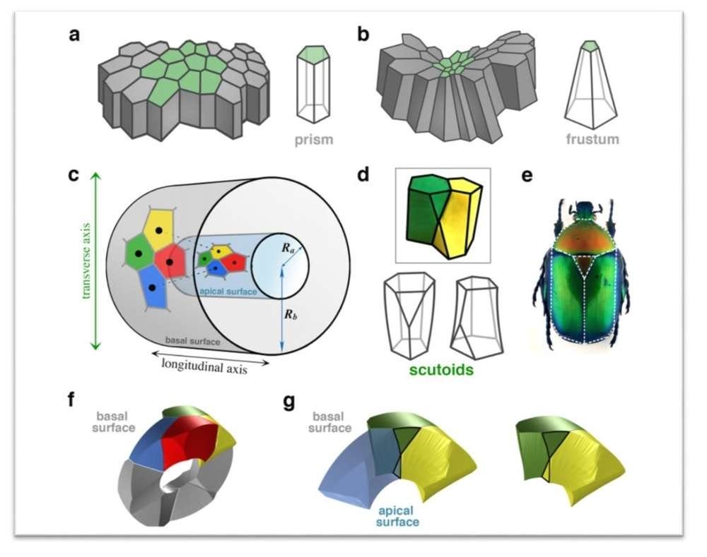 did-scientists-discover-a-new-shape-well-first-we-have-to-define-shape-also-new-by