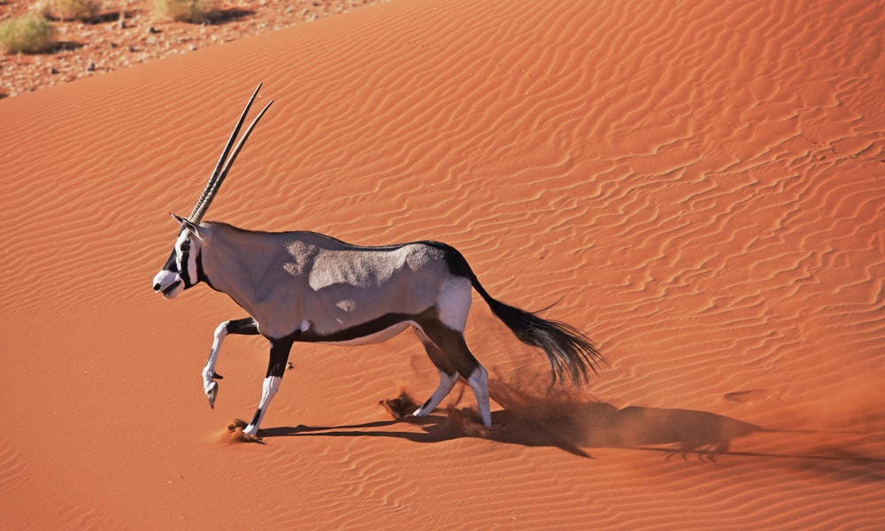 How do animals that live in the desert survive | by Abdulhusain