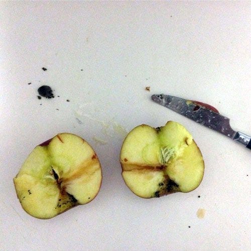 MythPuffers: Can Eating An Apple Bong Get You High? | by NYU Local | NYU  Local
