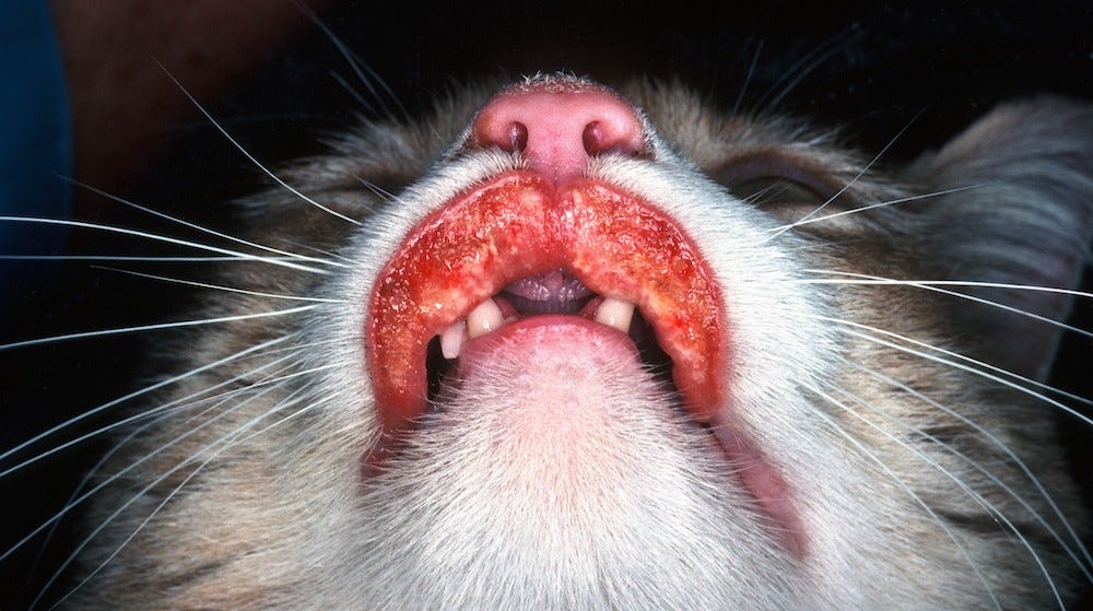 Rodent Ulcer In Cats Aka Omg Why Does Your Cats Mouth Look Like That