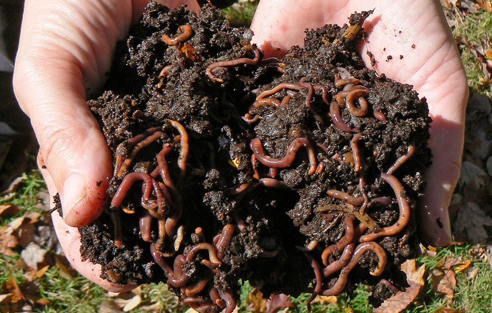 сколько червей в земле