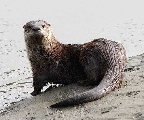 You Otter Know: The Difference Between Sea and River Otters | by USFWS  Columbia Pacific Northwest Region | USFWS Pacific NW Region | Medium