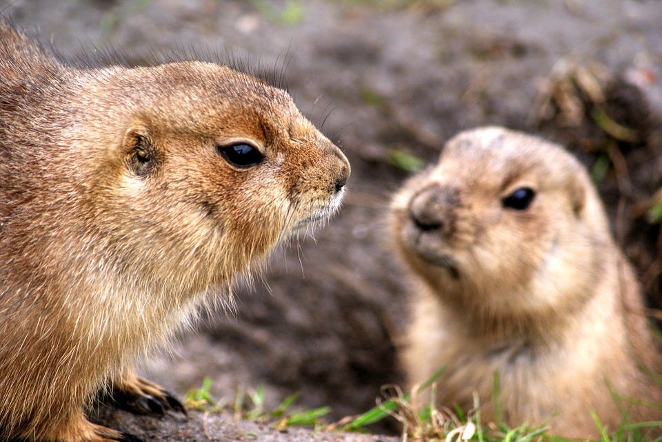 prarie-dogs-two