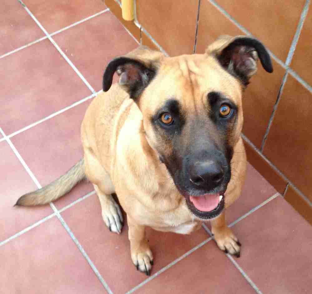 boxer with german shepherd