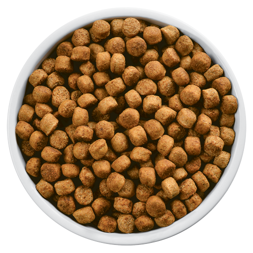 What you don’t know about your dog’s kibble by NomNomNow Medium