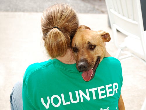 Find Animal Shelter Near Me And Animal Shelter Locations By Kamal Medium
