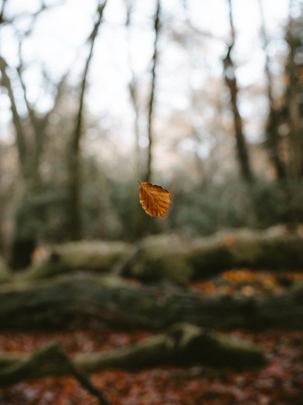 Falling Leaf The Leaf Falls Content Duty By Indira Reddy Paro Medium