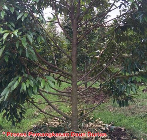 3 Tips Pemangkasan Pada Tanaman Durian Yang Baik Dan Benar Untuk Meningkatkan Kualitas Tanaman Dan Tingkat Produksi Lebih Optimal By David Marlon Medium