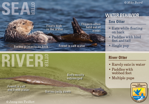 You Otter Know: The Difference Between Sea and River Otters | by USFWS