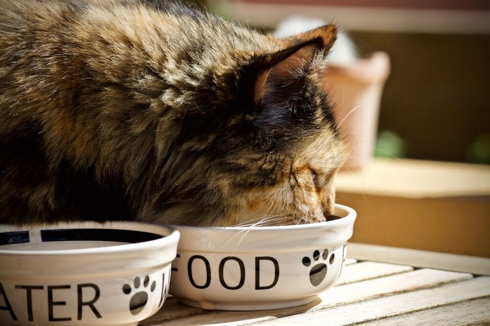 cat vomiting dry food