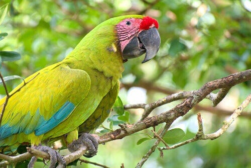 cheap birds for sale