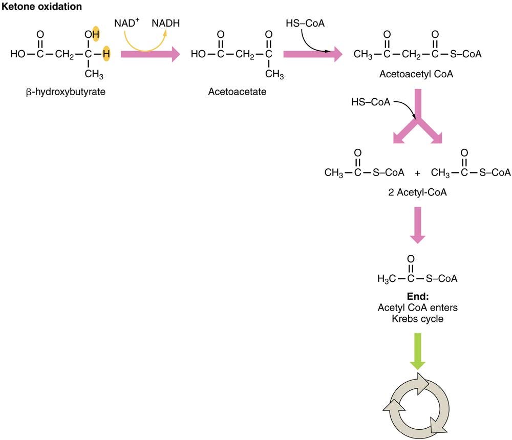 Ketone Functional Group How Ketone Bodies are Produced by Chemistry Page Medium