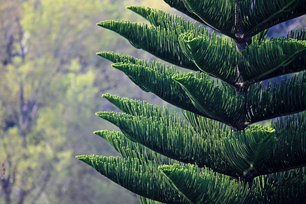 Try a Tropical Living Christmas Tree this Year in Hawaii!