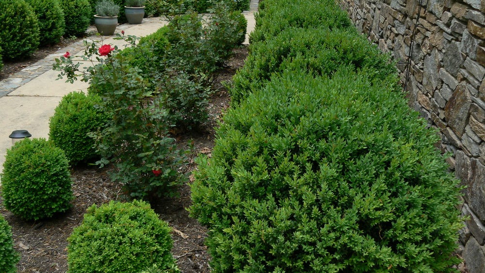 Can You Prune A Tangled Heart My Late Partner Of 40 Years Loved By Ripley Hotch Think Queerly Can You Prune A Tangled Heart My Late Partner Of 40 Years Loved By Ripley Hotch Think Queerly