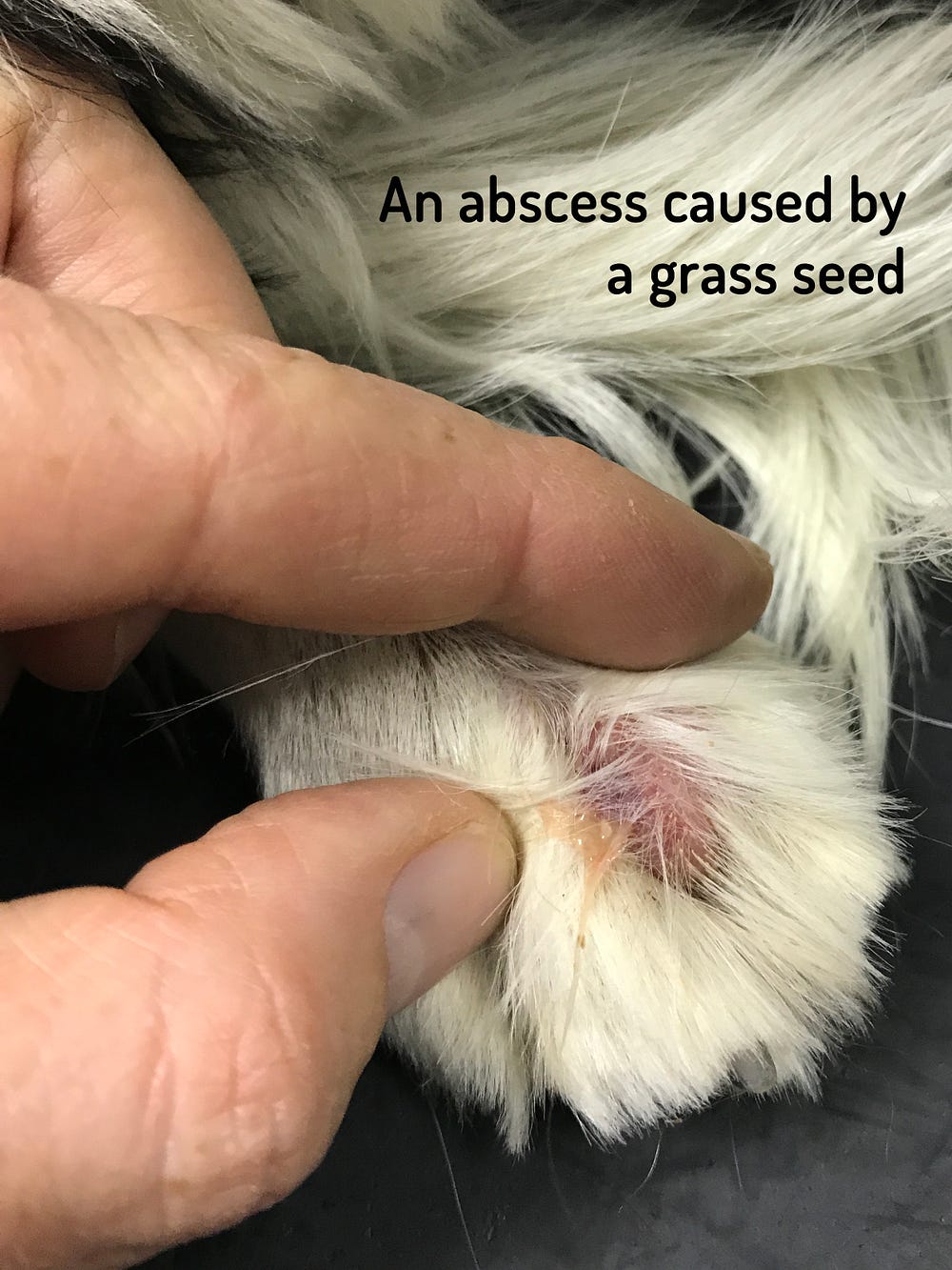 Summer Problems For Your Pets Grass Seeds Hyperthermia And Harvest Mites By Rachel Thomas Medium