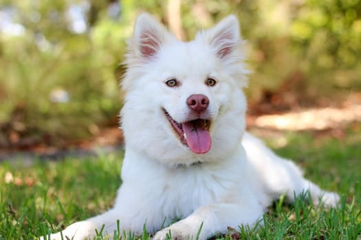 Dog Breed Classifier using CNNs. - Asif Mahfuz - Medium
