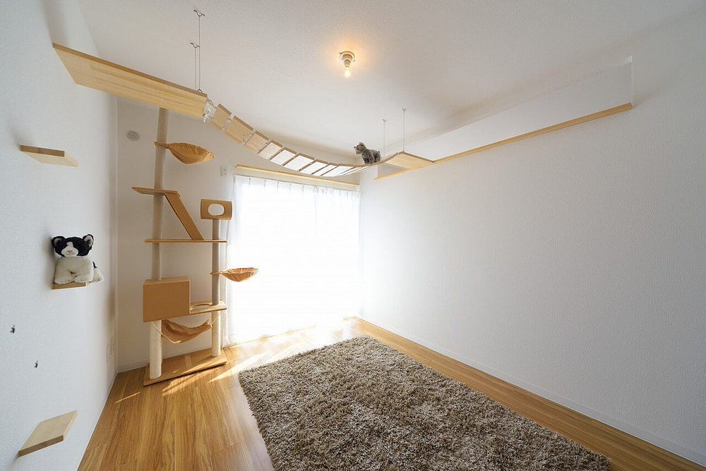 東京單身男女多養貓公寓成了新潮流. 想要在東京租到一間可以養寵物的 