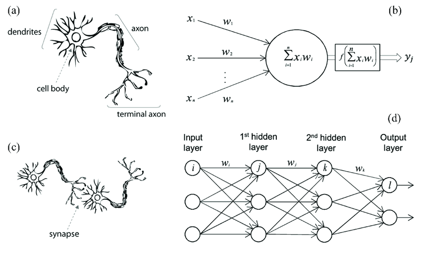 A high Artificial Neural Network modeling the brain’s exposure to