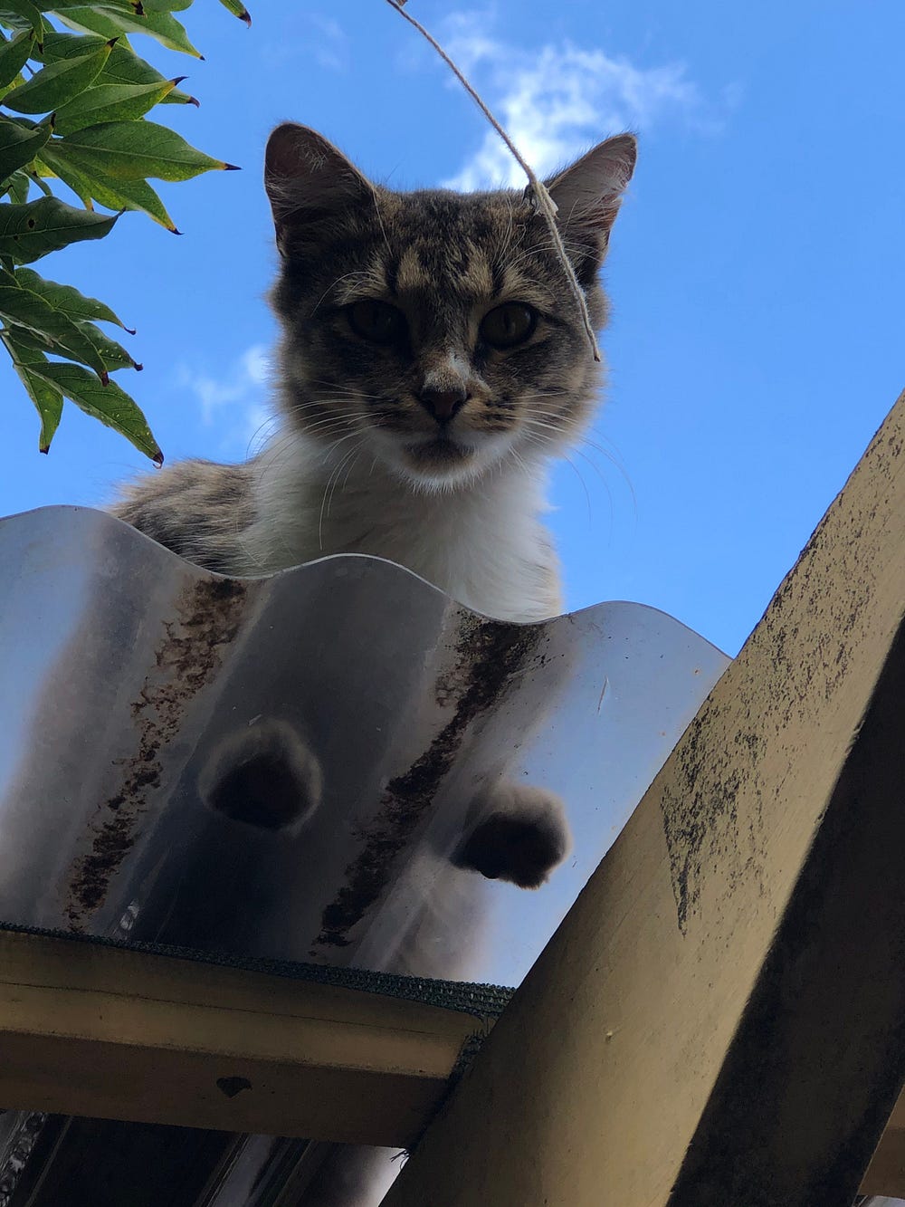 Why Isn T Animal Crossing Helping Me Get This Cat Off My Roof By James O Connor Superjump