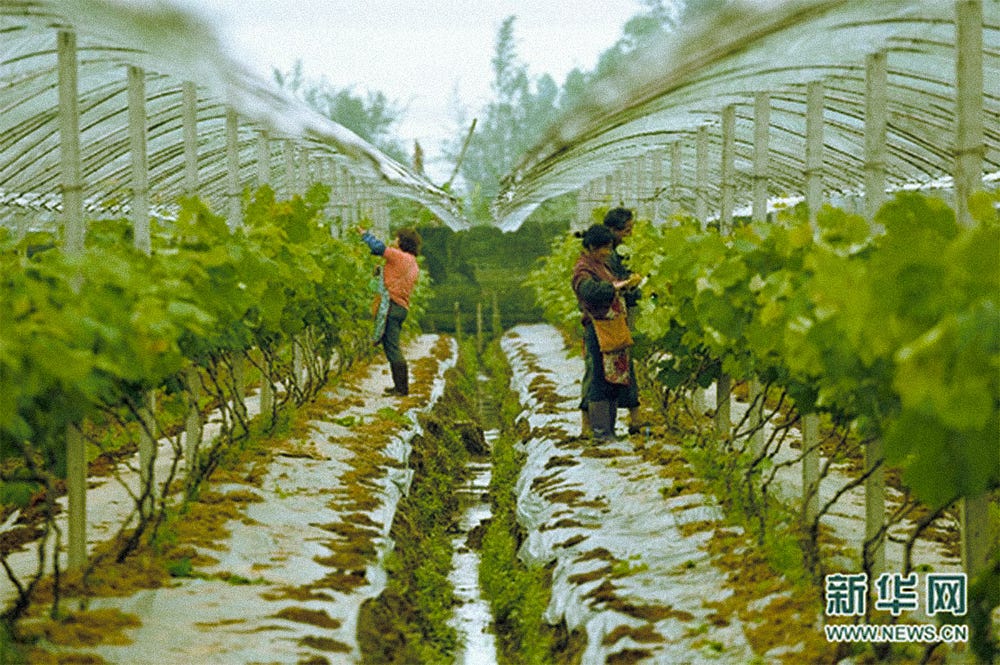 Chinese villagers hand-picking the harvest in a shared field
