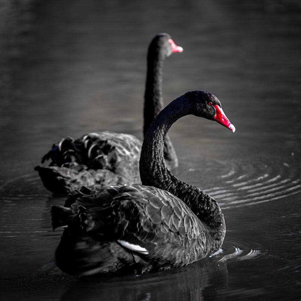 Is CoVid-19 Higher Education's Next Black Swan? What Does History Suggest?  - Degree Analytics