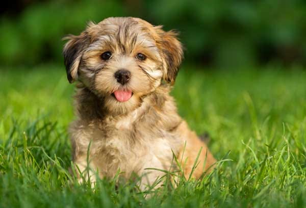 Teaching Machines to Recognize Man’s Best Friend - Allen Uy - Medium