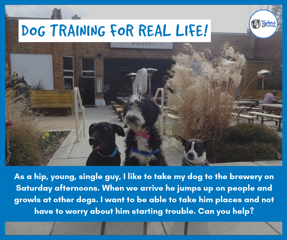 Dog Training for Real Life What does that mean for you? by Topline