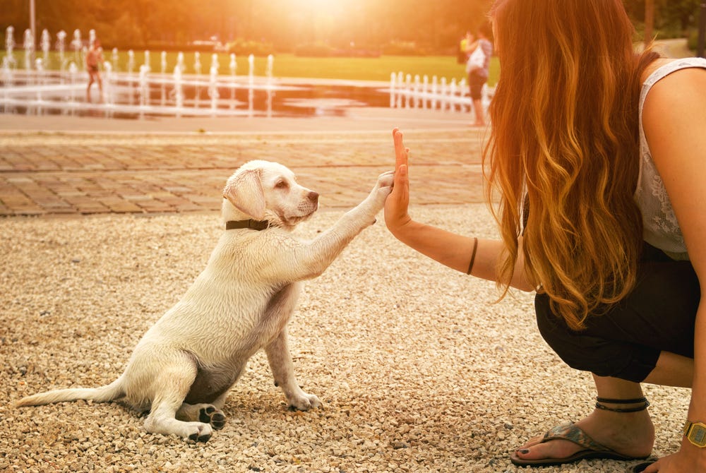 How to help your puppy become the best dog they can be | by Adaptil | Happy  Hound | Medium