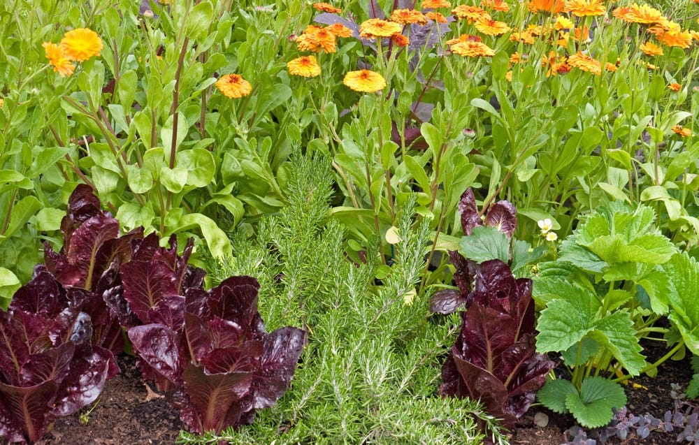 Companion plants of lettuce tagettes and herbs