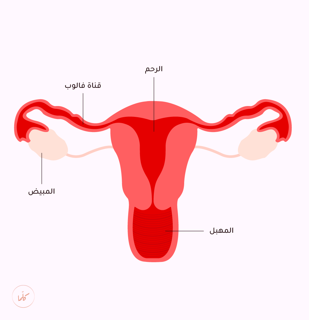 الدورة الشهرية ك ل ما Medium