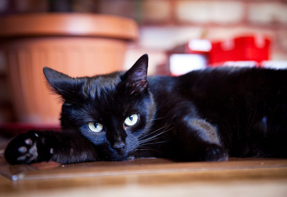 10 little known facts about black cats