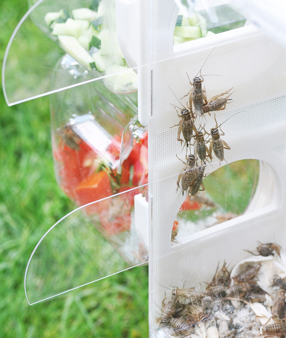 If You Can Eat Crickets, You Can Save The by The Ground_Up