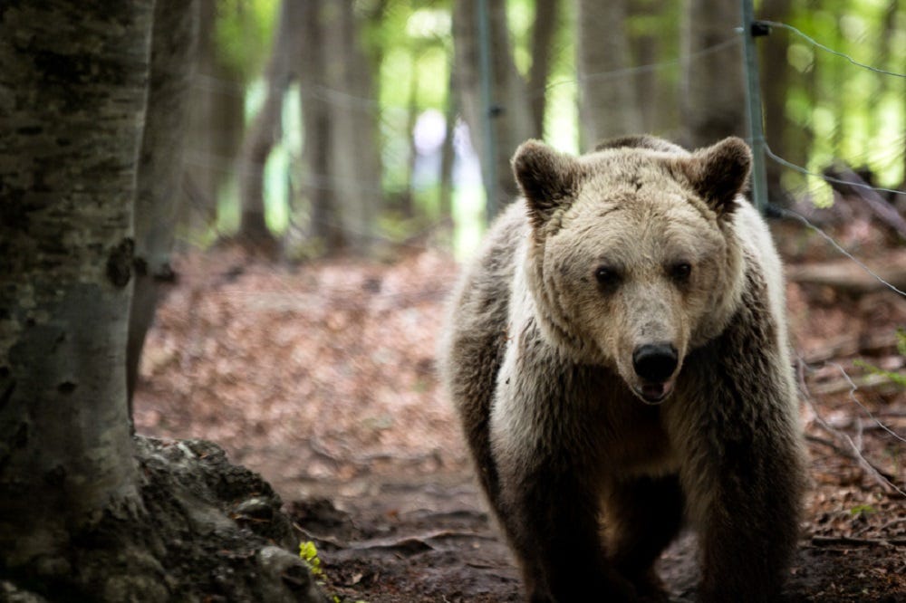 Arcturos Bear and Wolf Sanctuary in Macedonia, Greece | by BGTW Staff | BGTW Globetrotter | Medium