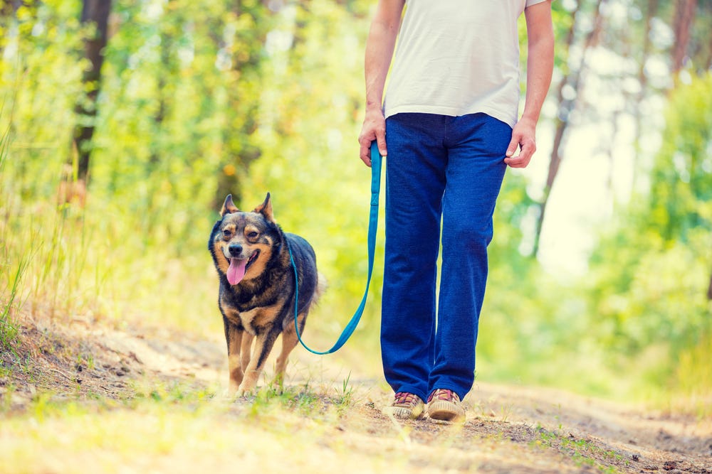 Tips to Teach Your Dog to Walk Nicely on Leash | by McCann Dog Training |  Medium