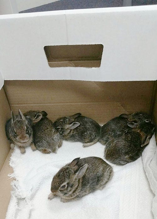 6 rabbits the victims of pet attacks by Conservancy of SWFL A week